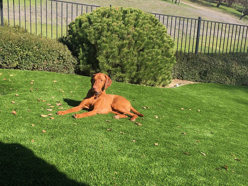 A dog laying in the grass on top of a green lawn. A dog laying in the grass on top of a green lawn.